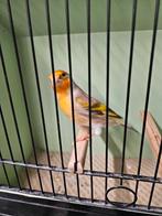 Zeer mooie Bastaard, Mannelijk, Wildzangvogel