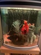 Aquarium met guppies. Moet weg ivm verhuizing, Dieren en Toebehoren, Vissen | Aquaria en Toebehoren, Ophalen, Zo goed als nieuw