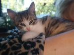 Prachtige Siamese - Noorse Boskat kittens (poesjes), Poes