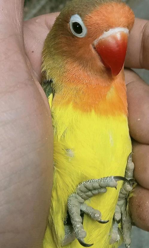 Prachtige piep jonge agapornis fisheri euwing man, Dieren en Toebehoren, Vogels | Parkieten en Papegaaien, Dwergpapegaai of Agapornis