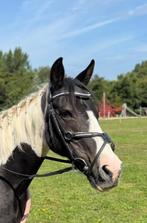 Mexicaans hoofdstel, Dieren en Toebehoren, Ophalen of Verzenden