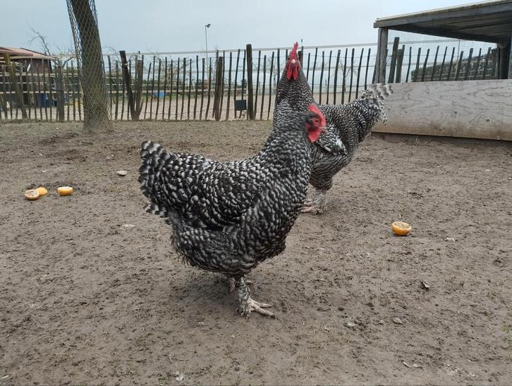 Mechelse hoenders Koekoek toom 1-3 kwartet, Dieren en Toebehoren, Pluimvee, Kip, Meerdere dieren