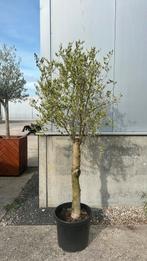 Grote olijfboom in pot, 100 tot 250 cm, Olijfboom, Ophalen, Volle zon
