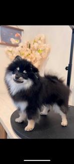 Pomeriaan, Keeshond, 15 weken tot 1 jaar, Reu, Eén hond