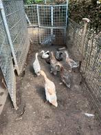 Indische loop eenden, Meerdere dieren, Eend