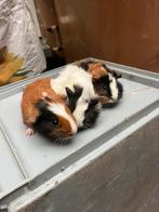Cavias, Dieren en Toebehoren, Knaagdieren, Cavia, Mannelijk, Tam, Oktober