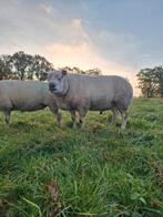 Texelaar dekram, zeer hoge vruchtbaarheid, Dieren en Toebehoren, Mannelijk, Schaap