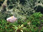 Aqarium vis, Dieren en Toebehoren, Vis, Zoetwatervis