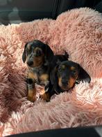 Knapste dwergteckel puppy's MOGEN VERHUIZEN! 😍, Dieren en Toebehoren, Honden | Teckels en Dashonden, Rabiës (hondsdolheid), 8 tot 15 weken