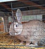 Konijn ram, Dieren en Toebehoren, Konijnen