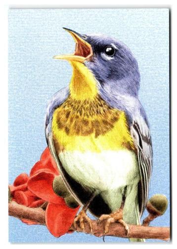 Vogel Sint Eustatius, De Brilparulazanger beschikbaar voor biedingen