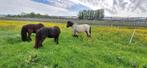 verschillende nsps shetlanders, Dieren en Toebehoren, Meerdere dieren