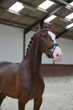 3yo gelding by Jameson x Ferro, Dieren en Toebehoren, Paarden, Gechipt, Ruin, Dressuurpaard, Zadelmak