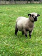 HAMPSHIRE DOWN VOLBLOED RAM, Dieren en Toebehoren, Mannelijk, Schaap, 0 tot 2 jaar