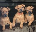 Amerikaanse Bully xxl / Rottweiler Pups.Nog 2 teefjes!, Dieren en Toebehoren, 8 tot 15 weken, Bulldog, Meerdere, Meerdere dieren