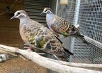 Te koop: bronsvleugel duiven, Dieren en Toebehoren, Meerdere dieren, Overige soorten