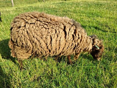 Quessant ooi met ooi lam, Dieren en Toebehoren, Schapen, Geiten en Varkens, Schaap, Vrouwelijk, 0 tot 2 jaar