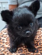 Prachtige  gezonde, vrolijke Pomchi pups, Dieren en Toebehoren, Honden | Chihuahua's en Gezelschapshonden, Overige rassen, 8 tot 15 weken