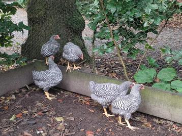 Jonge hanen diverse rassen Amrock, Bielefelder, Sussex beschikbaar voor biedingen