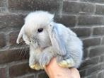 Lieve hangoor dwergkonijnen, gekoppeld en gecastreerd!, Dieren en Toebehoren, Meerdere dieren, Dwerg, Hangoor