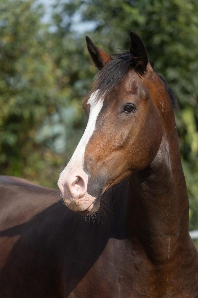 Pokerface, schitterende superlieve ruin, Dieren en Toebehoren, Paarden, Ruin, L, 165 tot 170 cm, 3 tot 6 jaar, Dressuurpaard, Met stamboom