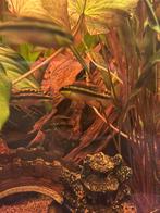 Kersenbuikcichliden, Dieren en Toebehoren, Vis