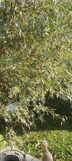 Te koop mooie wilgen takken, Tuin en Terras, Ophalen of Verzenden, Vaste plant, Overige soorten, Volle zon