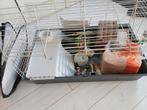 Caviahok, Dieren en Toebehoren, Knaagdieren en Konijnen | Hokken en Kooien, Gebruikt, Hok, Hamster, 75 tot 110 cm