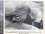 Artis 1924; het stekelvarken behoort tot de knaagdieren, Verzenden, Voor 1940, Gebruikt, Dier