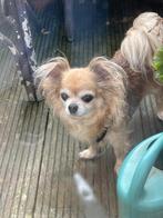 Chihuahua hondjes moeder en dochter ( ze moeten weg ), Dieren en Toebehoren, Honden | Chihuahua's en Gezelschapshonden, CDV (hondenziekte)