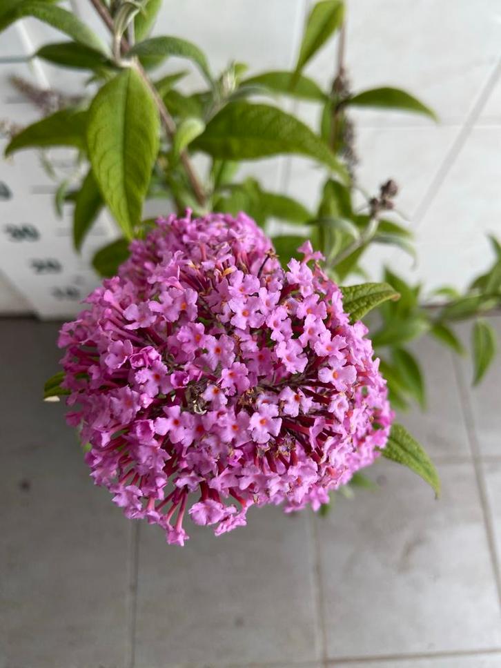 Buddleja Collectie: Vlinderstruiken in diverse kleuren!, Tuin en Terras, Planten | Tuinplanten, Vaste plant, Overige soorten, Volle zon