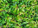 50 Portugese Laurier Prunus lusitanica 30–40 cm, Tuin en Terras, Planten | Struiken en Hagen, Ophalen of Verzenden, Laurier, Haag