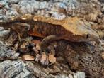 Wimpergekko
Correlophus ciliatus
Nk 2024 
Mannetje, Hagedis