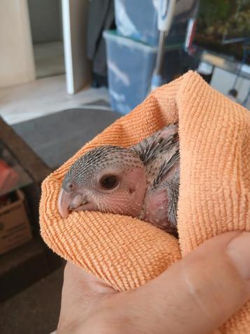 Baby caique. beschikbaar voor biedingen