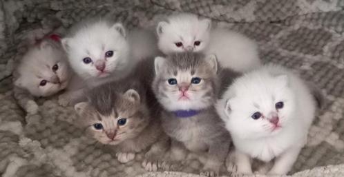 Britse Ragdoll kittens, Dieren en Toebehoren, Katten en Kittens | Raskatten | Korthaar, Meerdere dieren, 0 tot 2 jaar, Ontwormd