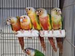 Jonge tamme Pyrrhura's | Super leuke vogels | Gesekst, Dieren en Toebehoren, Vogels | Parkieten en Papegaaien, Meerdere dieren