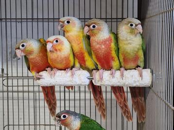 Jonge tamme Pyrrhura's | Super leuke vogels | Gesekst beschikbaar voor biedingen