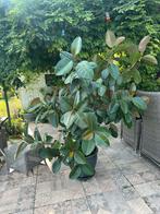 Ficus Elastica Robusta - Rubberplant in pot, Huis en Inrichting, Kamerplanten, Ophalen, Ficus, Halfschaduw, In pot