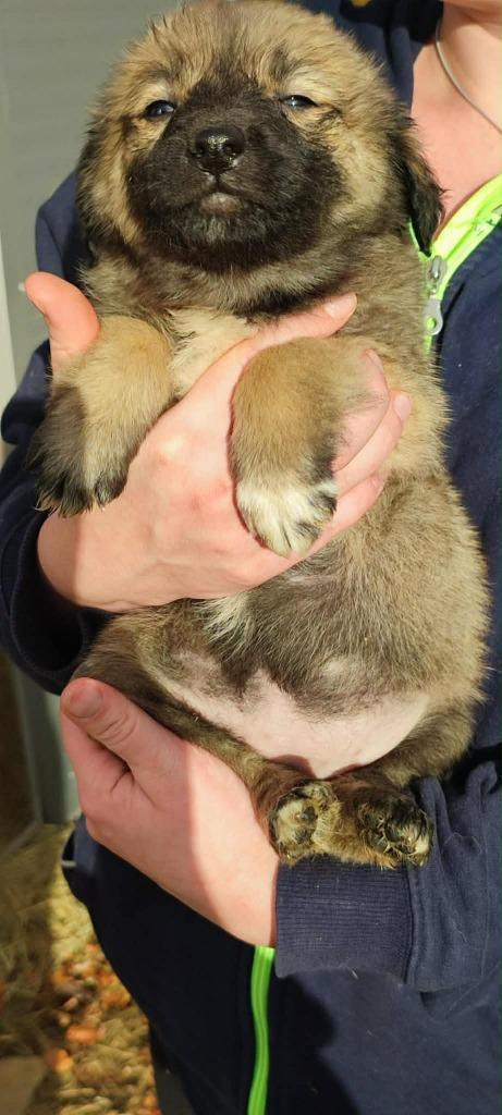 Ontmoet Latte – Klein van stuk, groot in liefde, Dieren en Toebehoren, Honden | Niet-rashonden, Klein, Teef, Particulier, Eén hond