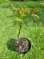 Een 3 jaar oud Juglans Regia, Walnotenboompje in topconditie, Tuin en Terras, Planten | Fruitbomen, Volle zon, Ophalen