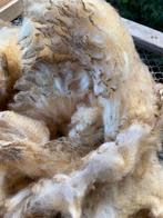 Poll Dorsett vacht, Ophalen of Verzenden, Nieuw, Spinwol