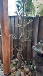 Ginkgo biloba/bonsai 40jaar 225cm hoog, Tuin en Terras, Planten | Bomen, Halfschaduw, Overige soorten, Bloeit niet, Ophalen of Verzenden