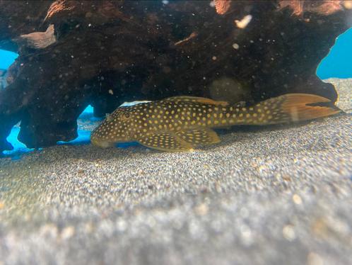 L014 Scobiancistrus Aureatus / Sunshine pleco 15cm, Dieren en Toebehoren, Vissen | Aquariumvissen, Vis
