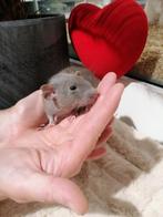 Ratjes super super lief en super tam., Rat, Mei, Meerdere dieren, Tam