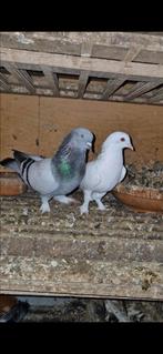 Takla duiven oyunlu kuşlar, Dieren en Toebehoren, Vogels | Duiven, Meerdere dieren, Postduif
