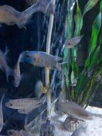 Aulonocara red flush Malawi cichliden