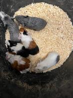 Cavia, Dieren en Toebehoren, Knaagdieren, Cavia, Vrouwelijk, November, Tam