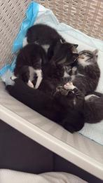 Kittens, Dieren en Toebehoren, Katten en Kittens | Raskatten | Korthaar, Geslacht onbekend, 0 tot 2 jaar