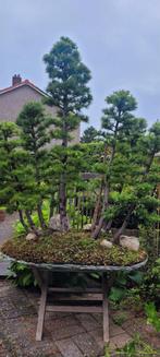 Lariks Bonsai bos, Ophalen, Halfschaduw, Overige soorten, Minder dan 100 cm