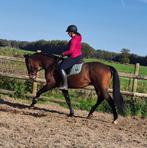 lieve 5 jarige recreatie ruin, Dieren en Toebehoren, Paarden, Gechipt, Ruin, Niet van toepassing, 3 tot 6 jaar